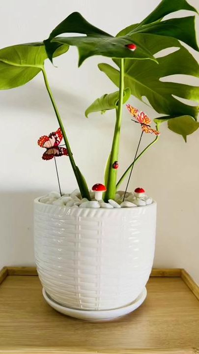 TikTok video thumbnail by argoan_plants