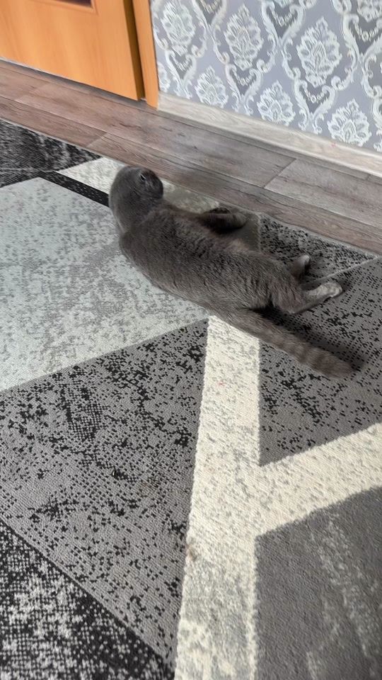 TikTok video thumbnail by _greycat1