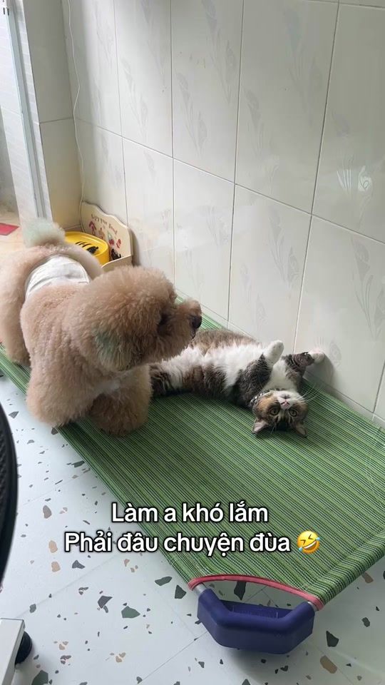 TikTok video thumbnail by bupchonlo3009