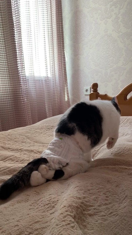 TikTok video thumbnail by lamias.cats