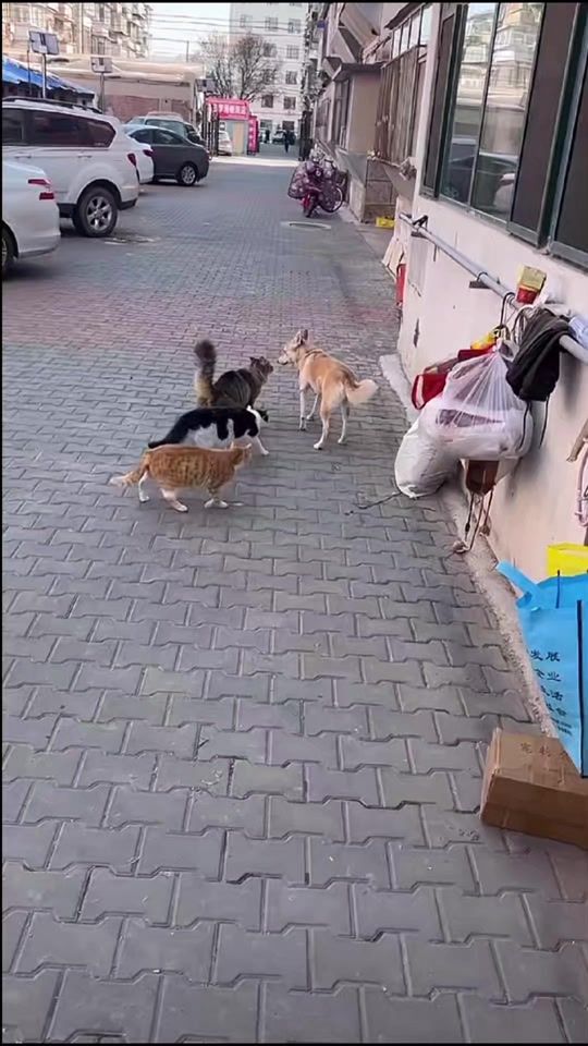 TikTok video thumbnail by bernardmetaj
