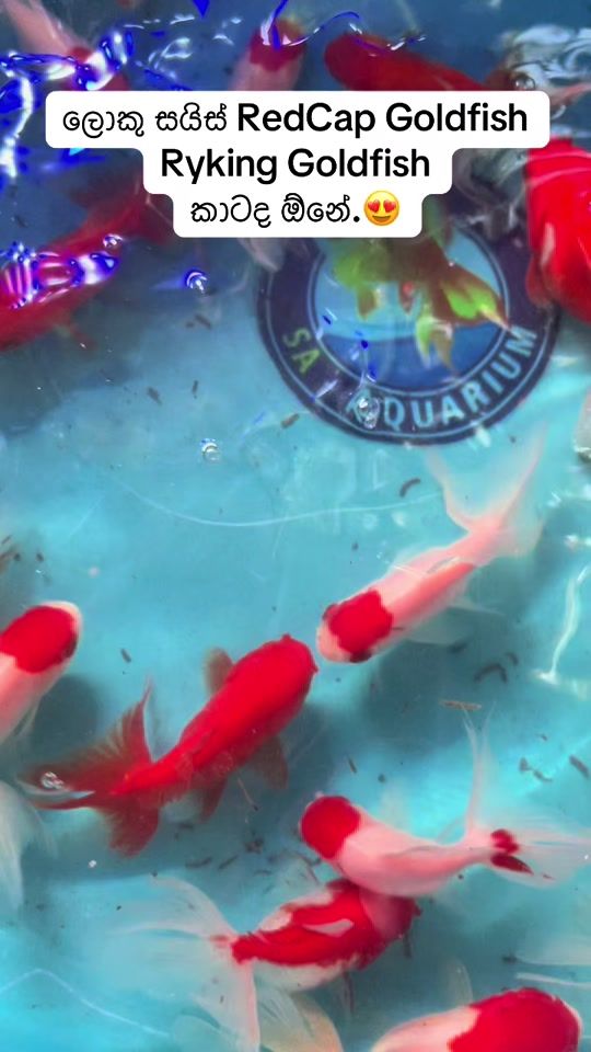 TikTok video thumbnail by saaquarium