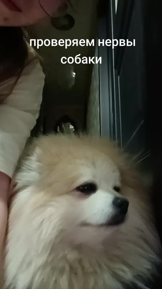 TikTok video thumbnail by zoha_tv