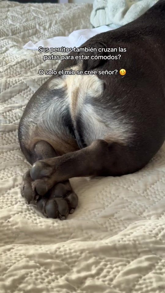 TikTok video thumbnail by boliche.el.frenchie