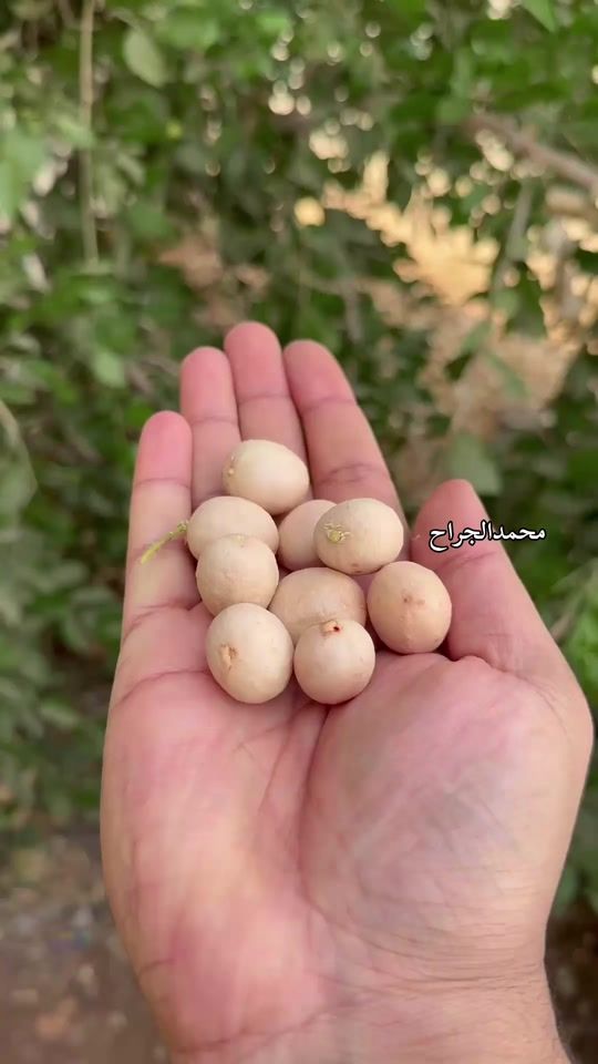 TikTok video thumbnail by mhmd_897