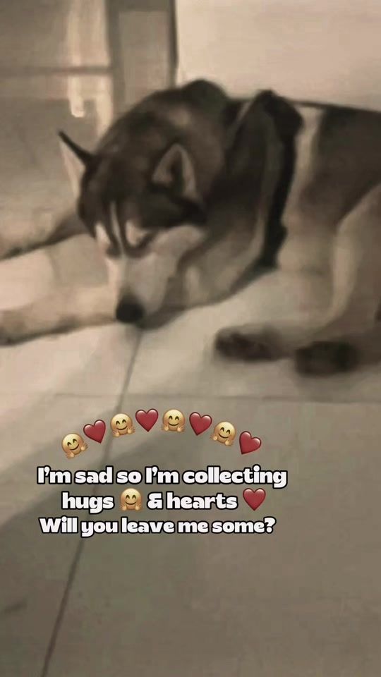 TikTok video thumbnail by life_with_cooper22