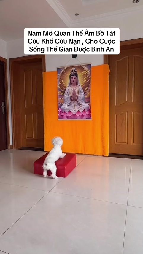 TikTok video thumbnail by 1405pet