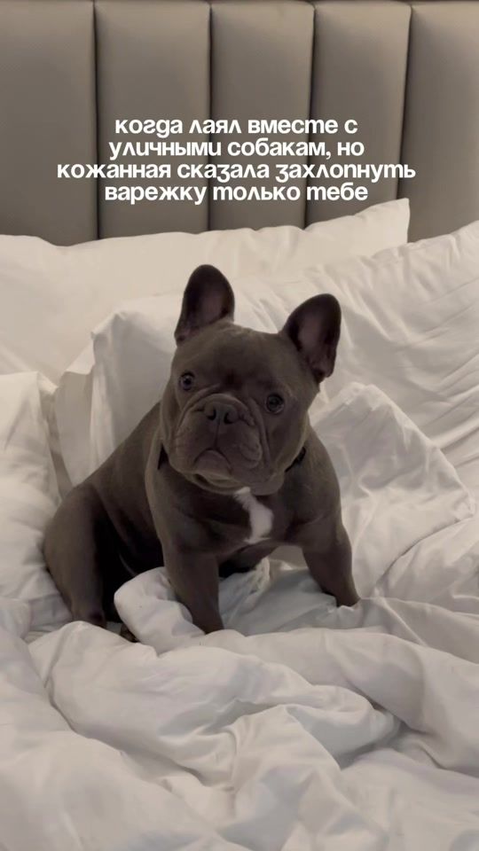 TikTok video thumbnail by bluefrenchbulldogg