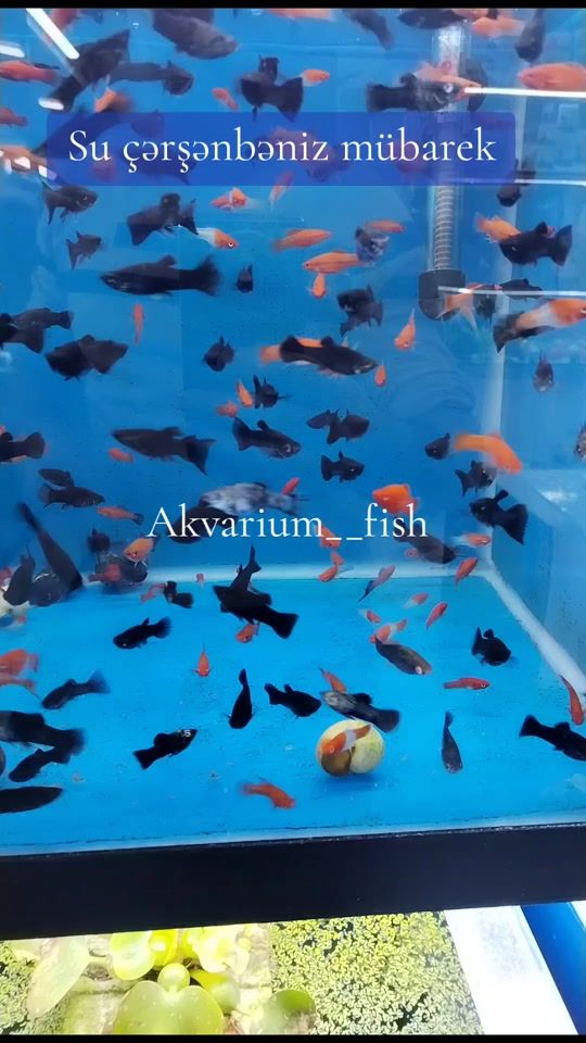 TikTok video thumbnail by akvarium_fish