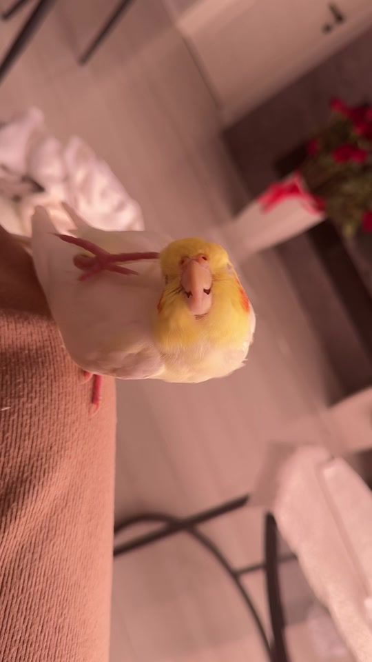 TikTok video thumbnail by mrriocha1