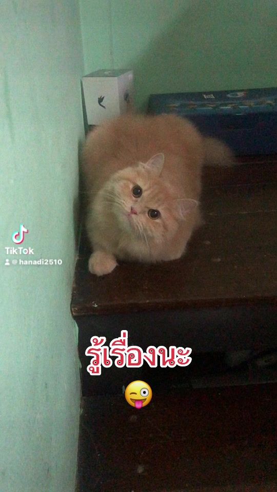 TikTok video thumbnail by hanadi2510