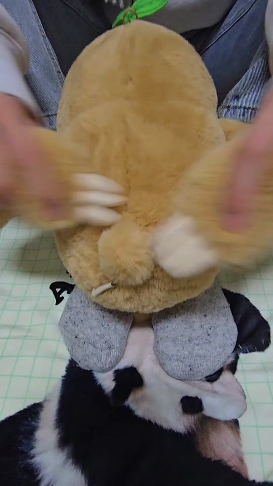 TikTok video thumbnail by everland_official