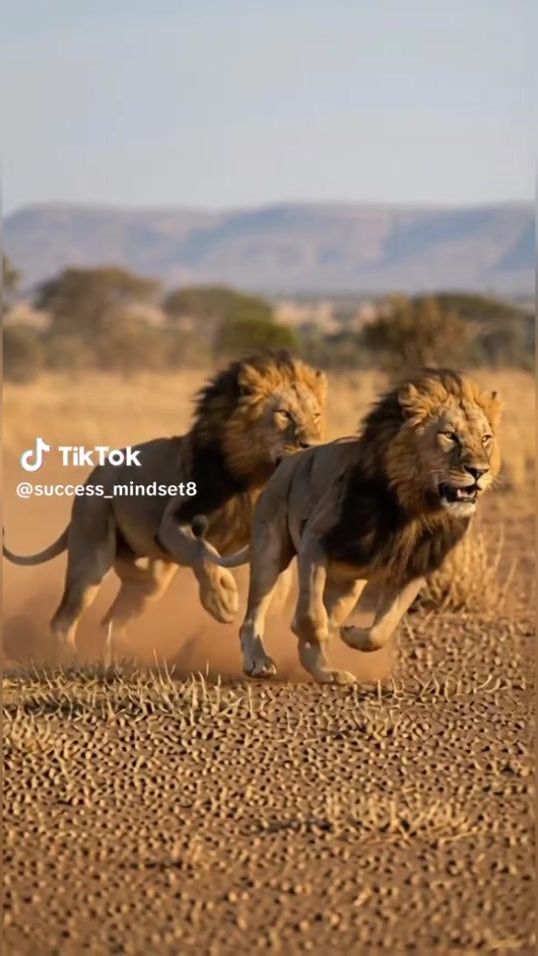 TikTok video thumbnail by nadejga15