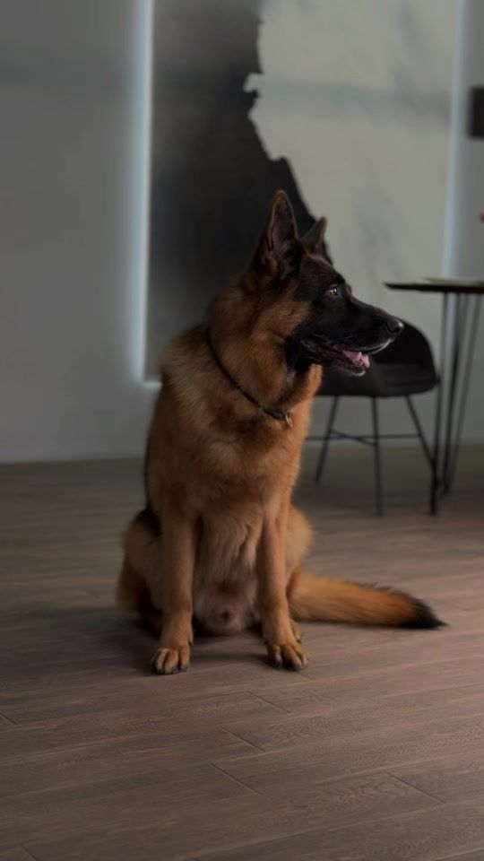 TikTok video thumbnail by mars_gsd