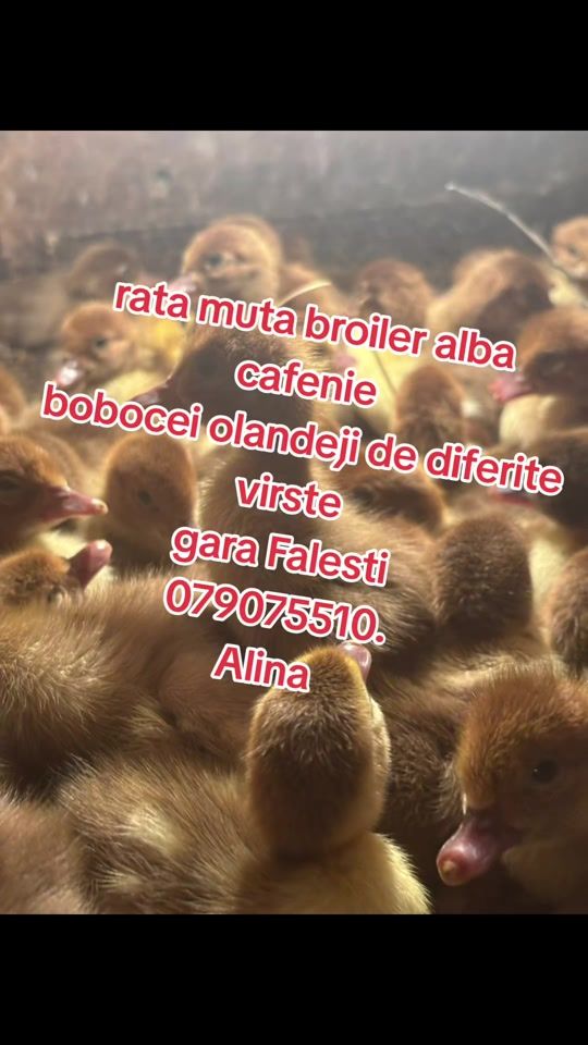 TikTok video thumbnail by alinakhasanov2