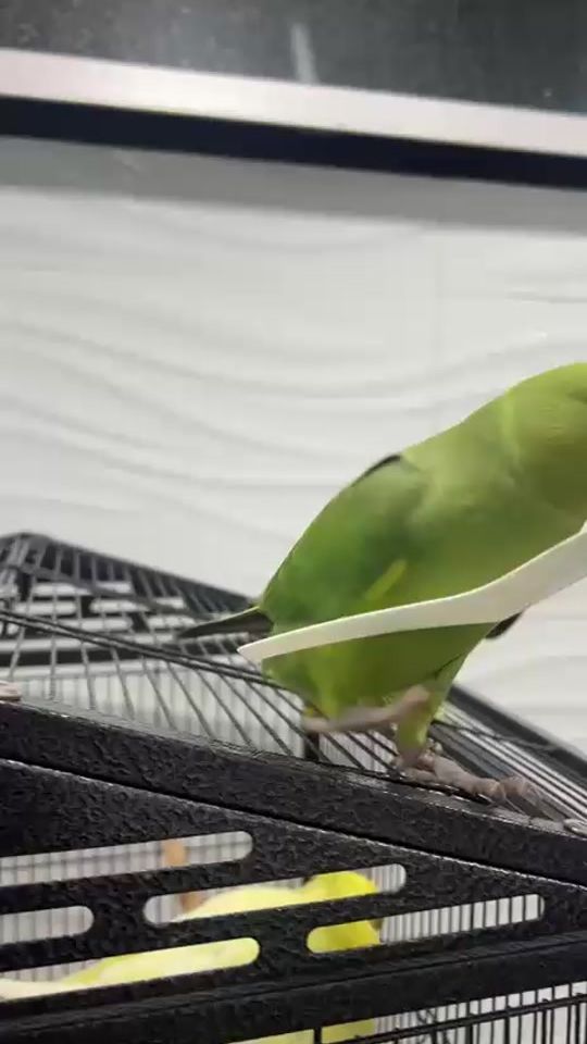 TikTok video thumbnail by jada_exotic