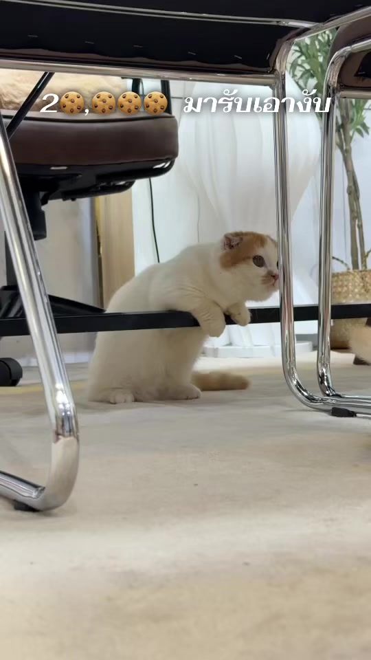 TikTok video thumbnail by ban_sopha