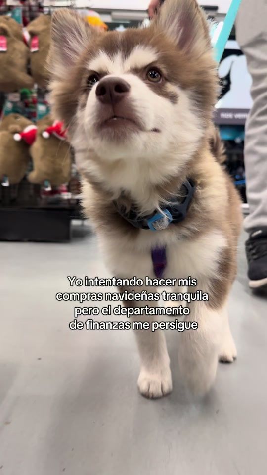 TikTok video thumbnail by la_pomsky