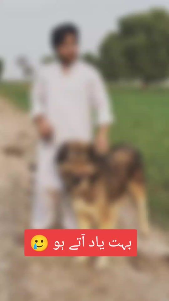 TikTok video thumbnail by akhtardogar223