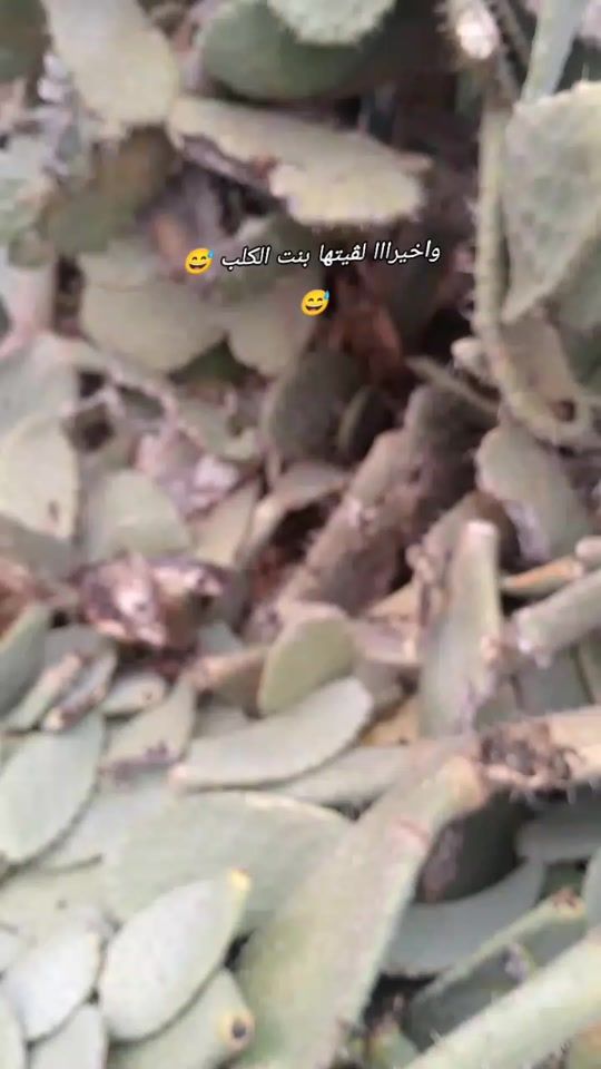 TikTok video thumbnail by weld_aouadhi