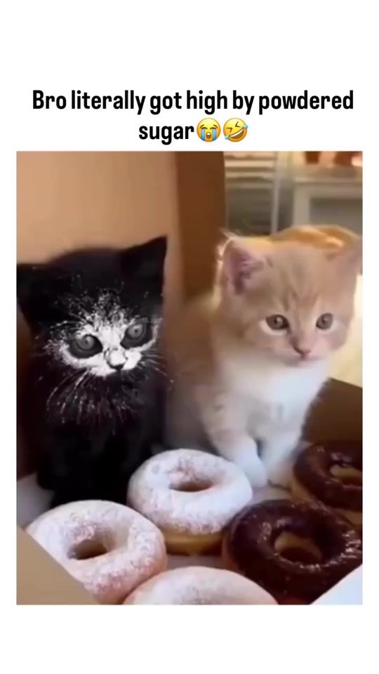 TikTok video thumbnail by dannydavalos_