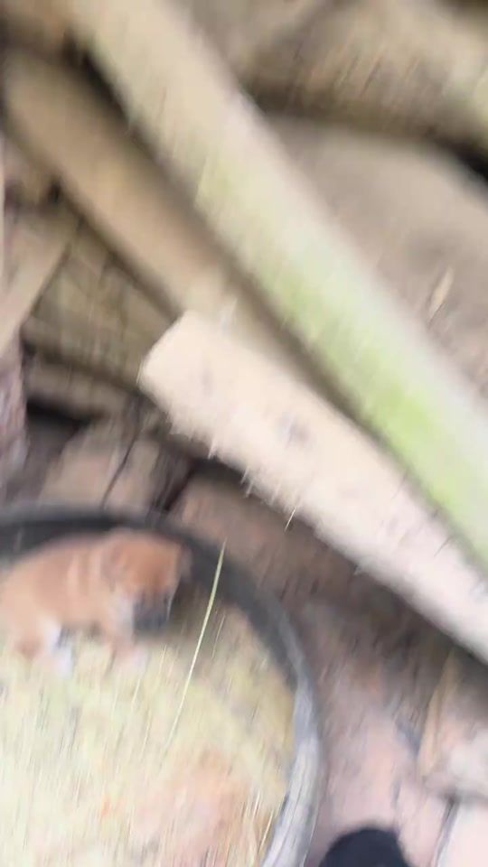 TikTok video thumbnail by xiaogou035