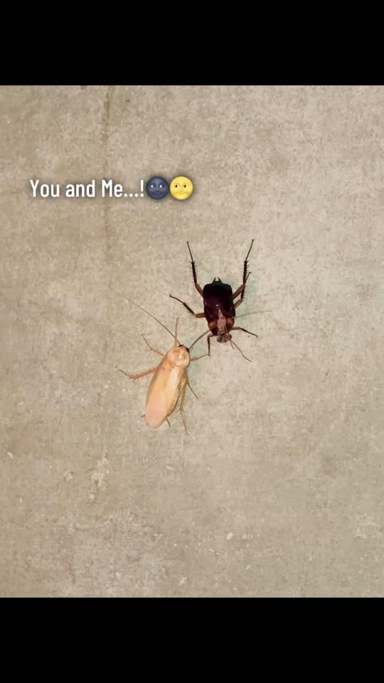 TikTok video thumbnail by ahona_sarker