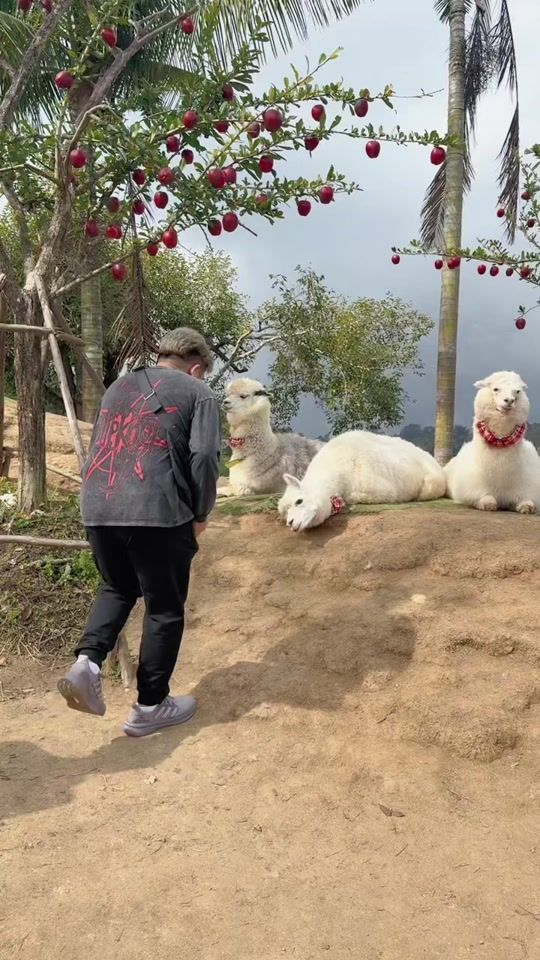 TikTok video thumbnail by oum.koy5599