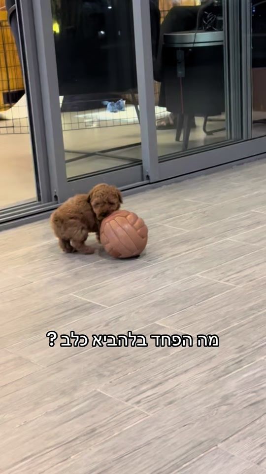 TikTok video thumbnail by x.lian