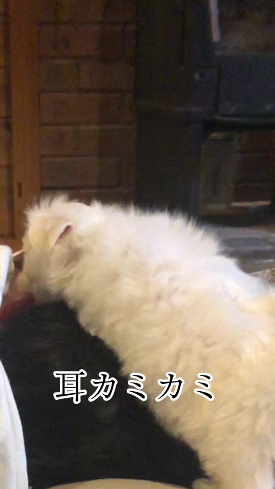 TikTok video thumbnail by wata2.14