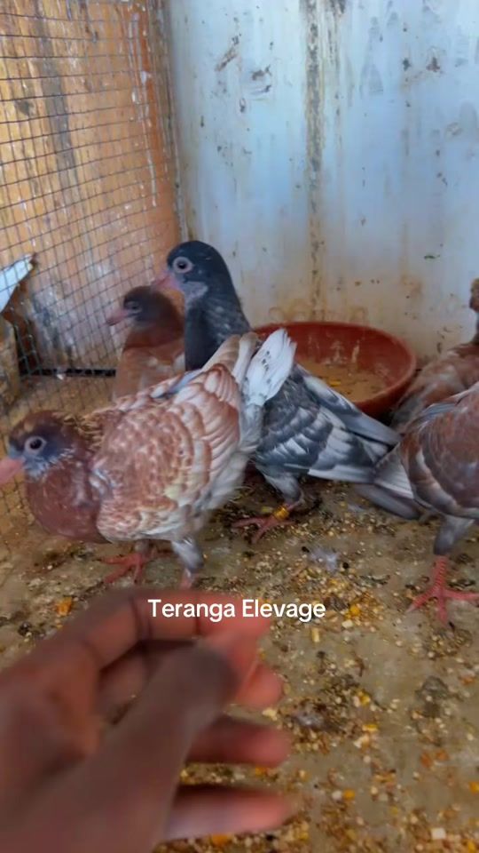 TikTok video thumbnail by terangaelevage0