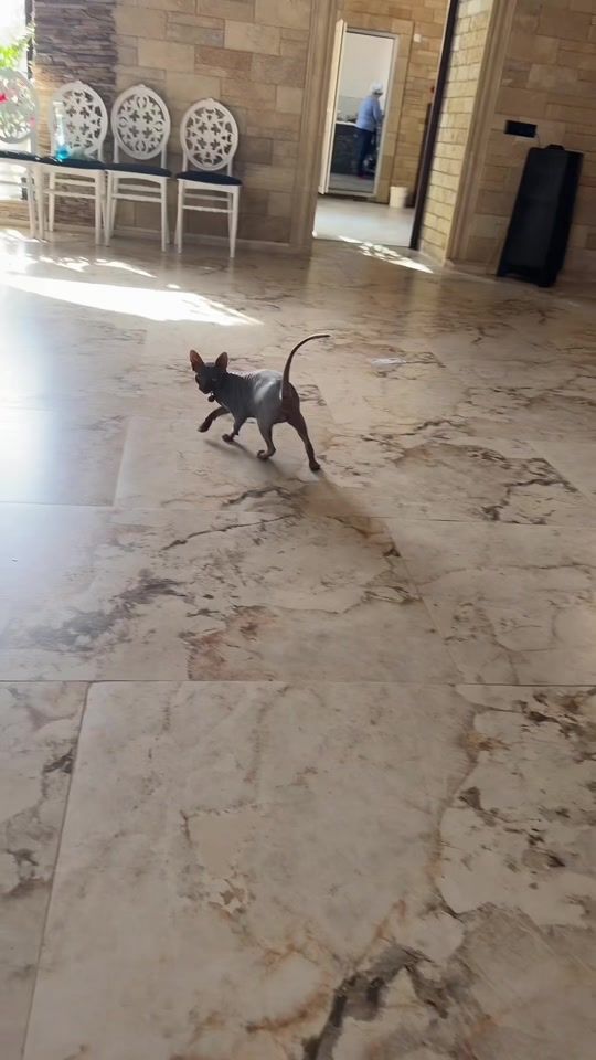 TikTok video thumbnail by conaculdragalina