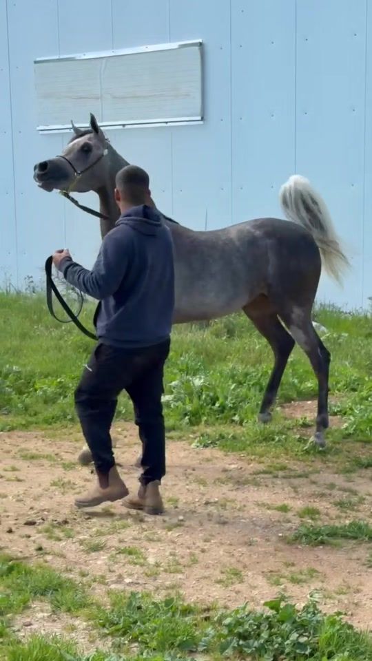 TikTok video thumbnail by vision_arabians