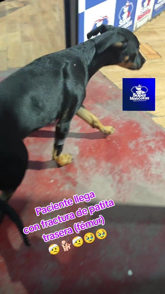 TikTok video thumbnail by veterinariasupermascotas