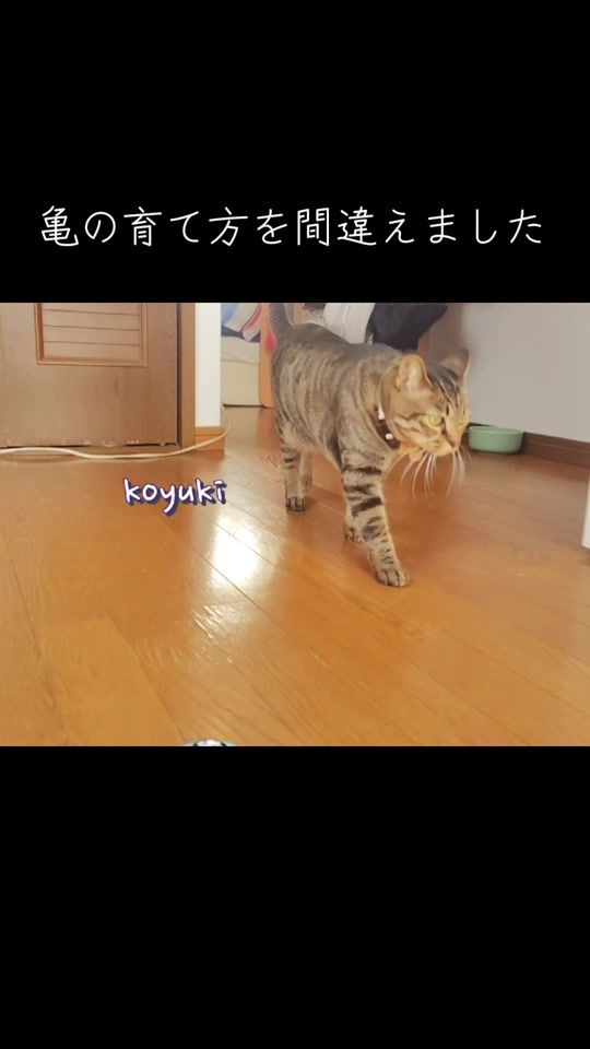 TikTok video thumbnail by kusagame.gunso