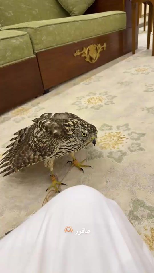 TikTok video thumbnail by tsqqa