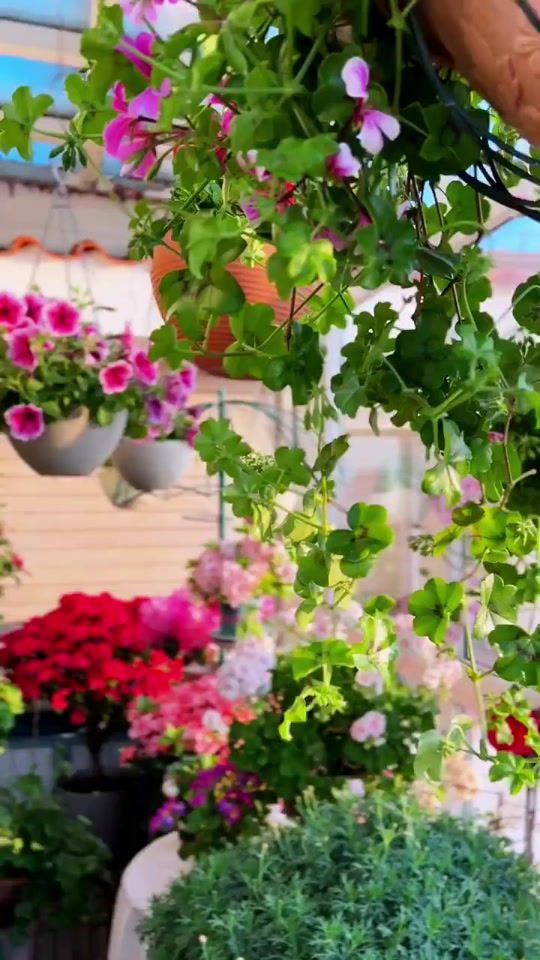 TikTok video thumbnail by flowerlovers48