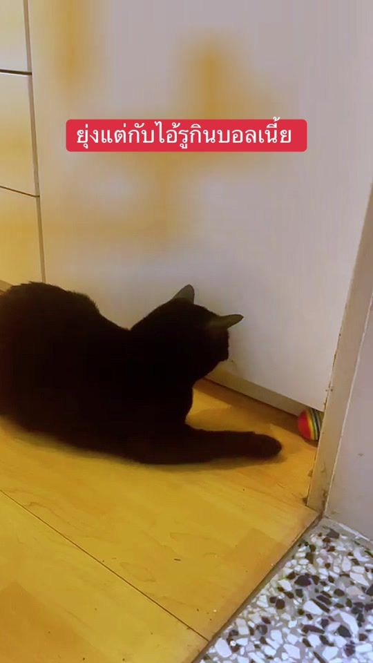 TikTok video thumbnail by dammyblackcat1