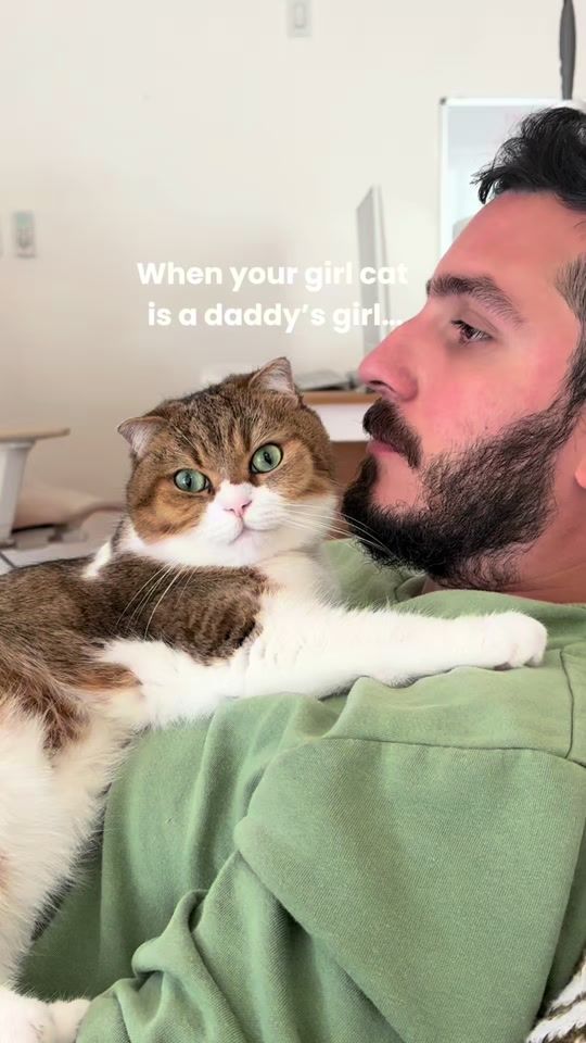 TikTok video thumbnail by phoebe.thescottishfold