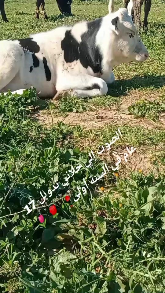 TikTok video thumbnail by yousseffarhani73