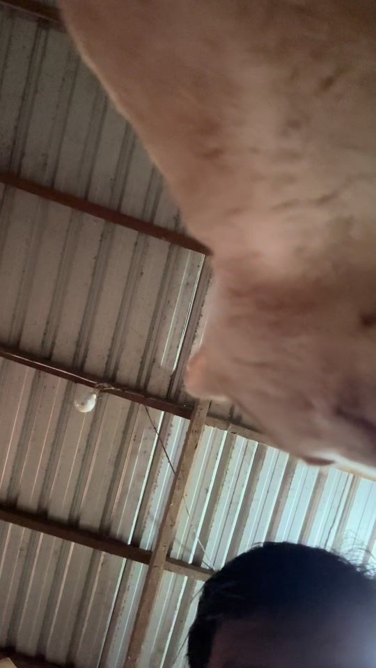 TikTok video thumbnail by runzz_2004