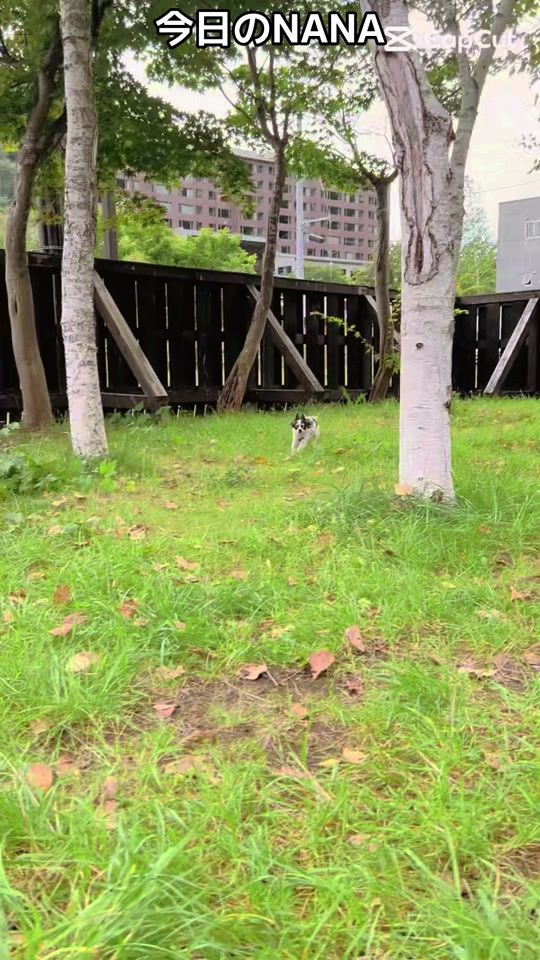 TikTok video thumbnail by 911miki