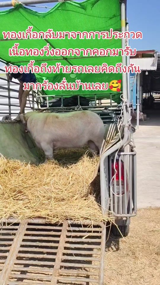 TikTok video thumbnail by t636007