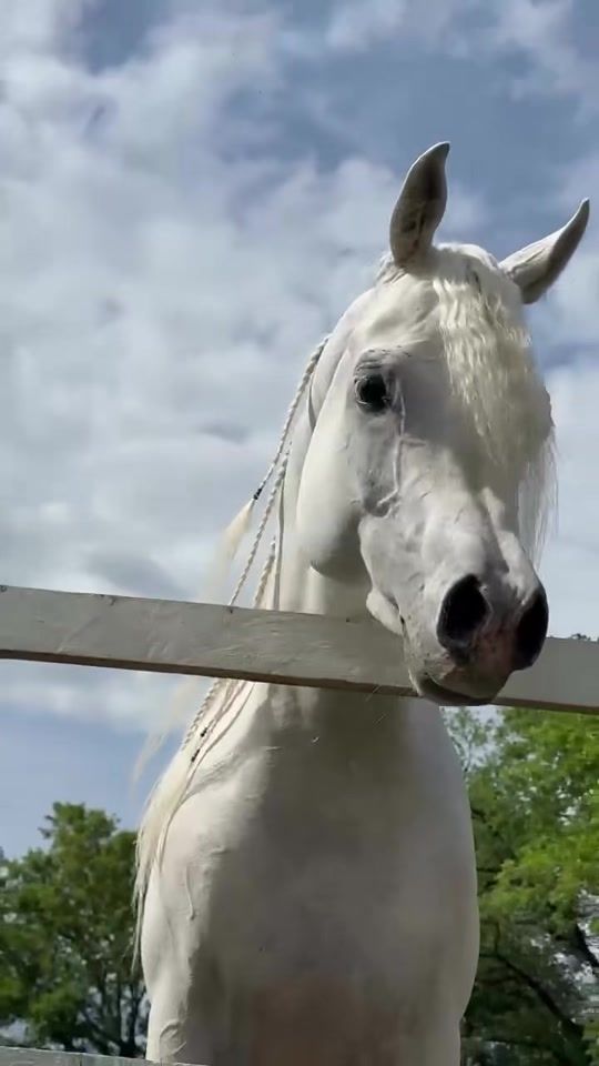 TikTok video thumbnail by omar_suliman3
