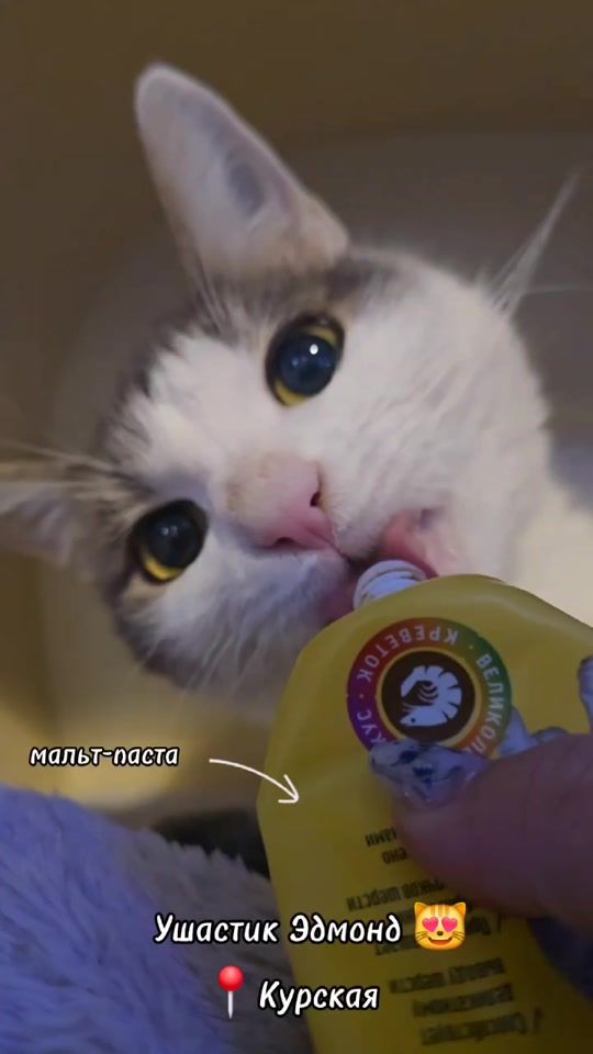 TikTok video thumbnail by kotofeinya