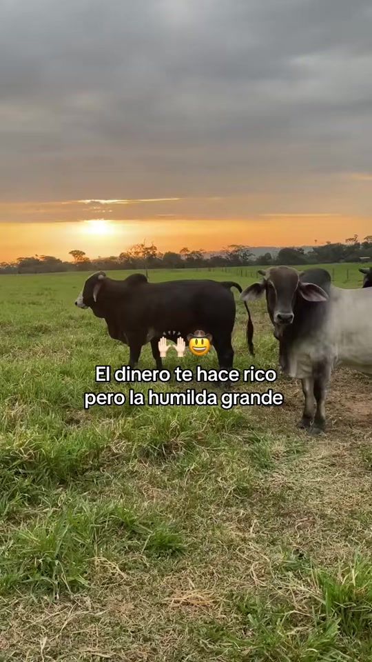 TikTok video thumbnail by mauriciotx4