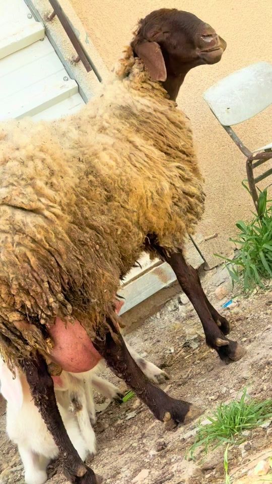 TikTok video thumbnail by mahmoudabujadea