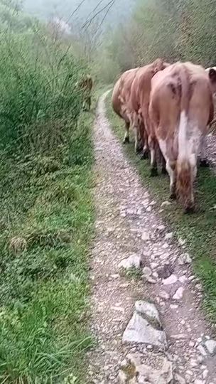 TikTok video thumbnail by ekogazda