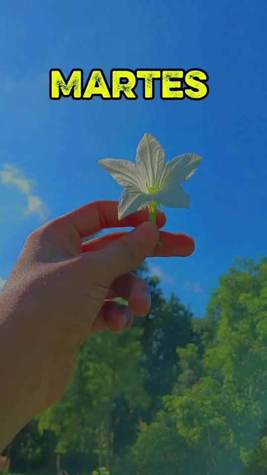 TikTok video thumbnail by normagaleano22