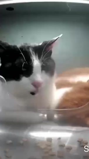 TikTok video thumbnail by miraaa_jung